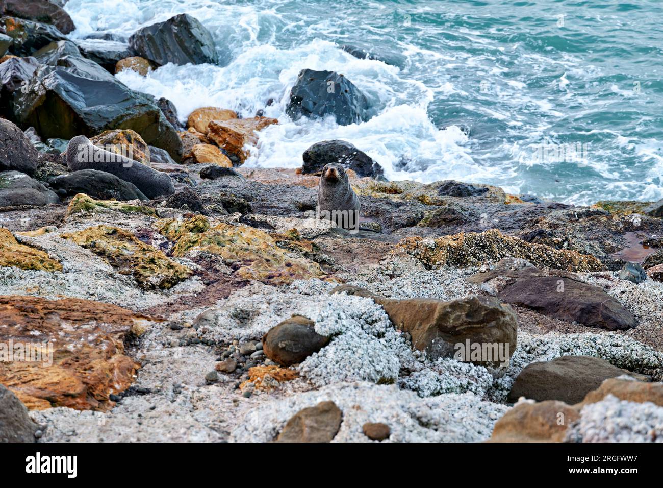Dichtung an Oamaru Pinguin Kolonie Heiligtum. Neuseeland Stockfoto