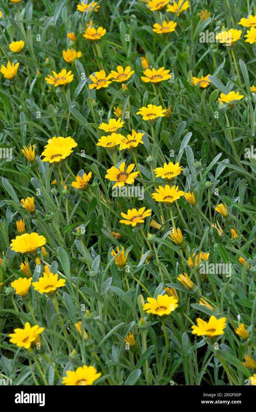 Italien, Ligurien, Schatzblume, Gazania Rigens Stockfoto