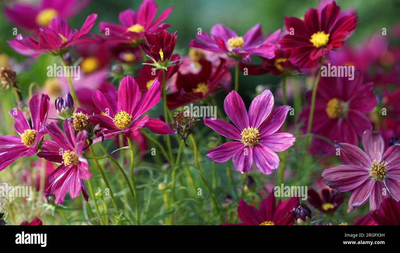 Garten Cosmos blüht in einem Sommergarten. Stockfoto