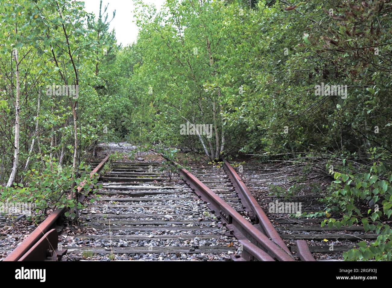 Verlassene Bahngleise, die von dichtem Grün in einem bewaldeten Gebiet überholt sind. Stockfoto