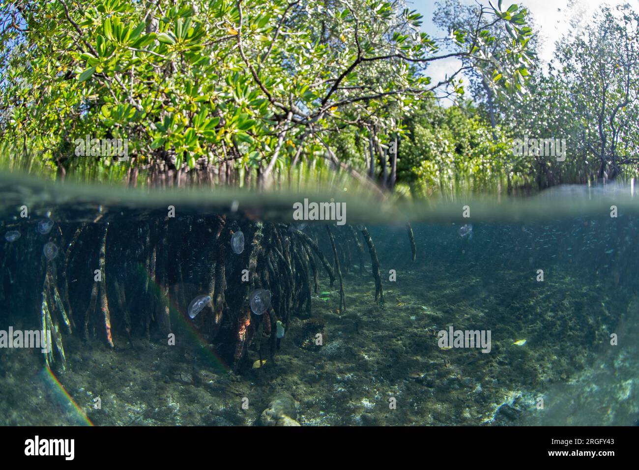 Aurelia aurita in der Nähe des Meeresspiegels in Raja Ampat. Mondquallen beim Tauchen in Indonesien. Quallen im Mangrovenwald. Stockfoto