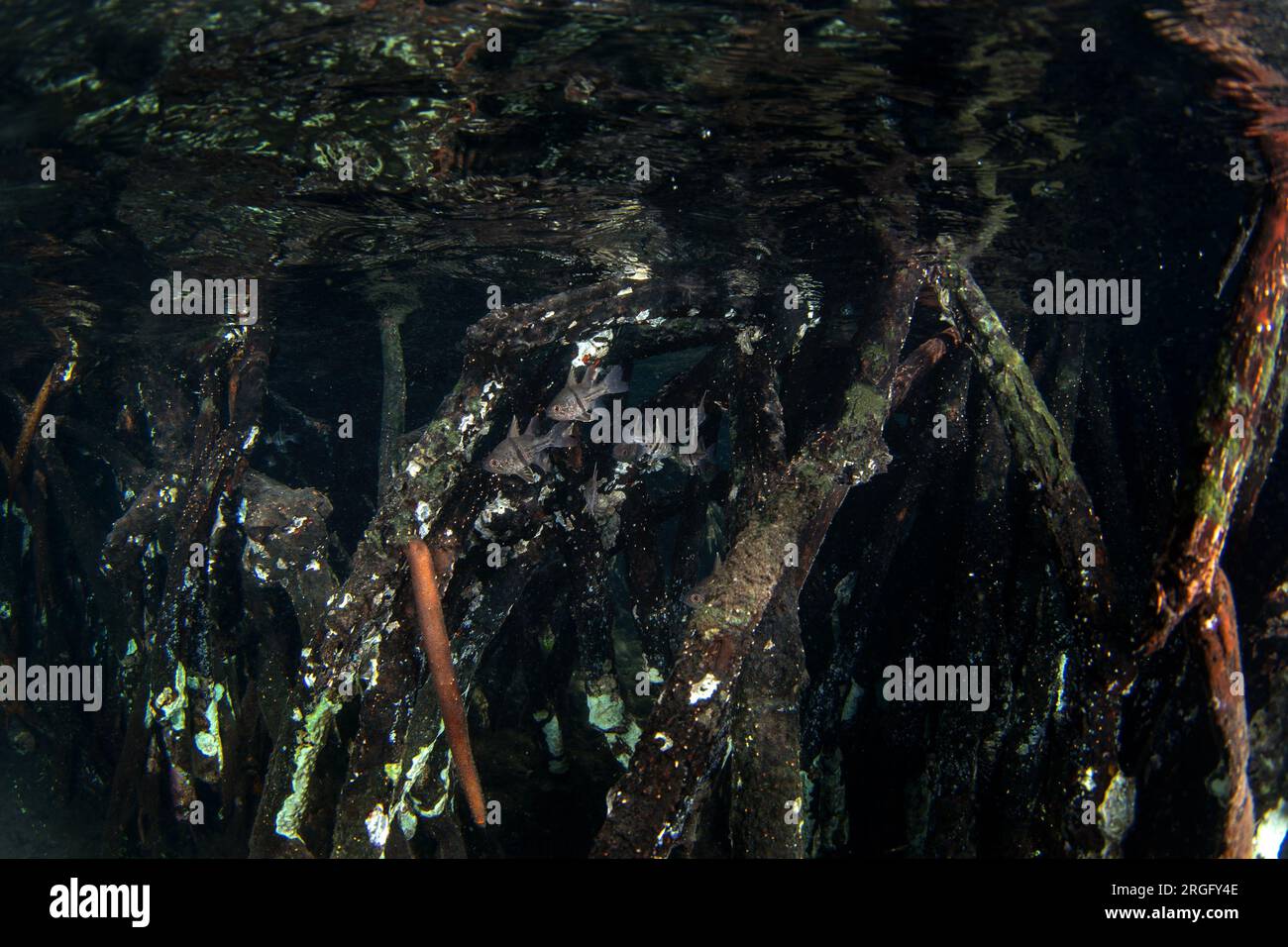 Orbiculärer Kardinalfisch in der Nähe des Meeresspiegels in Raja Ampat. Sphaeramia orbicularis beim Tauchgang in Indonesien. Kardinalfische mit Polka-Punkt verstecken sich in der ma Stockfoto