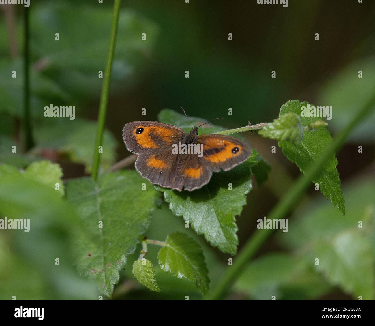 Gatekeeper oder Hecke braun Schmetterling Stockfoto