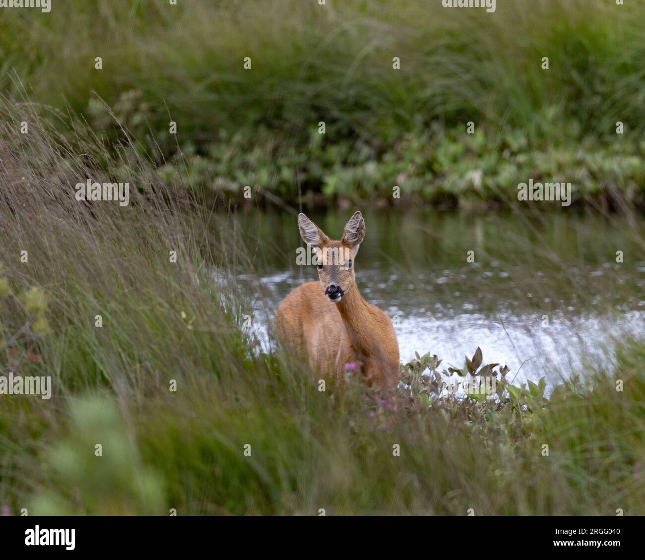 Eine Roedeer Rehe bei Thursley Common Stockfoto