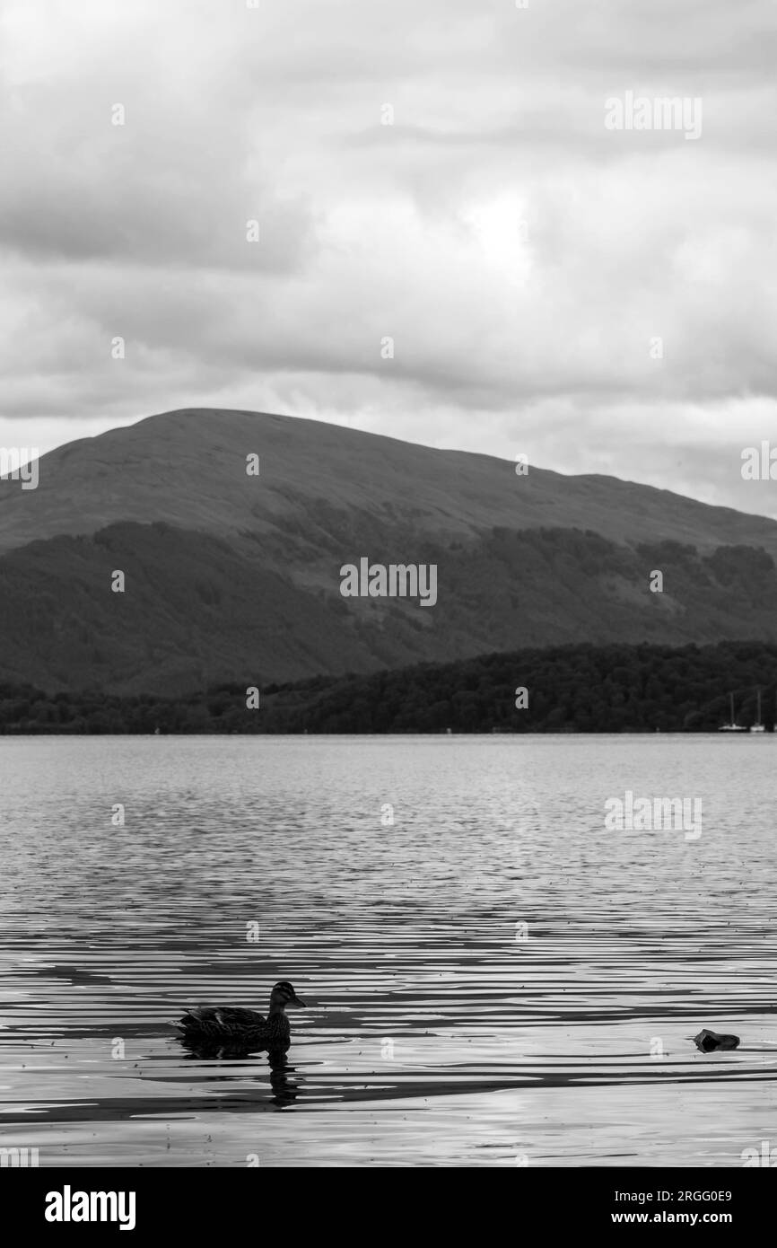 Schwimmen Sie mit Enten im Loch Lomond in Milarrochy, Schottland, Großbritannien Stockfoto