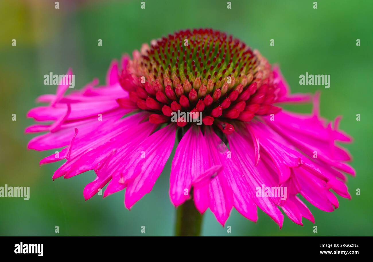 Summer Coneflower / Echinacea, leckere Süßigkeiten. . Stockfoto