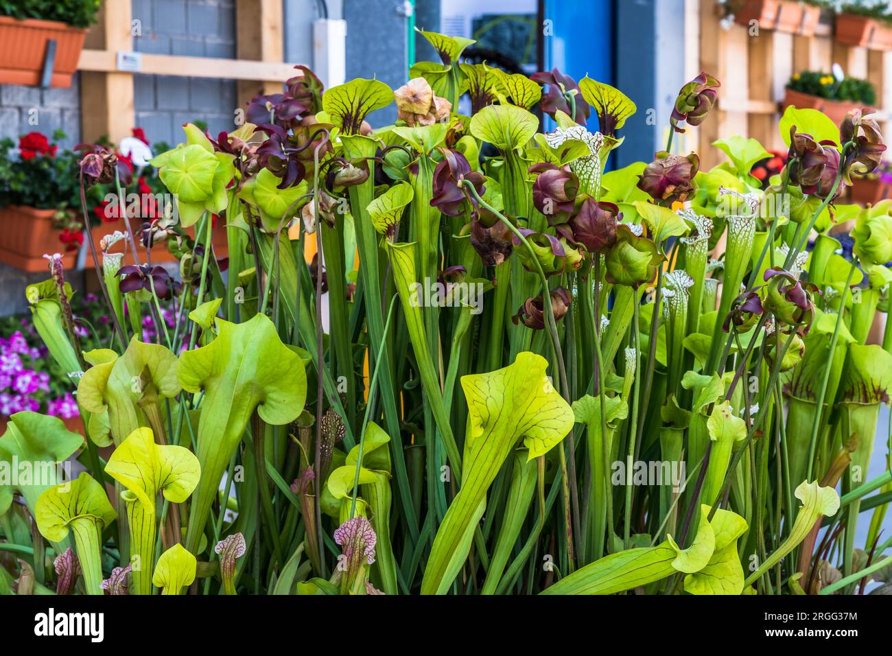 Verschiedene fleischfressende Pflanzen in einem Topf im Garten Stockfoto