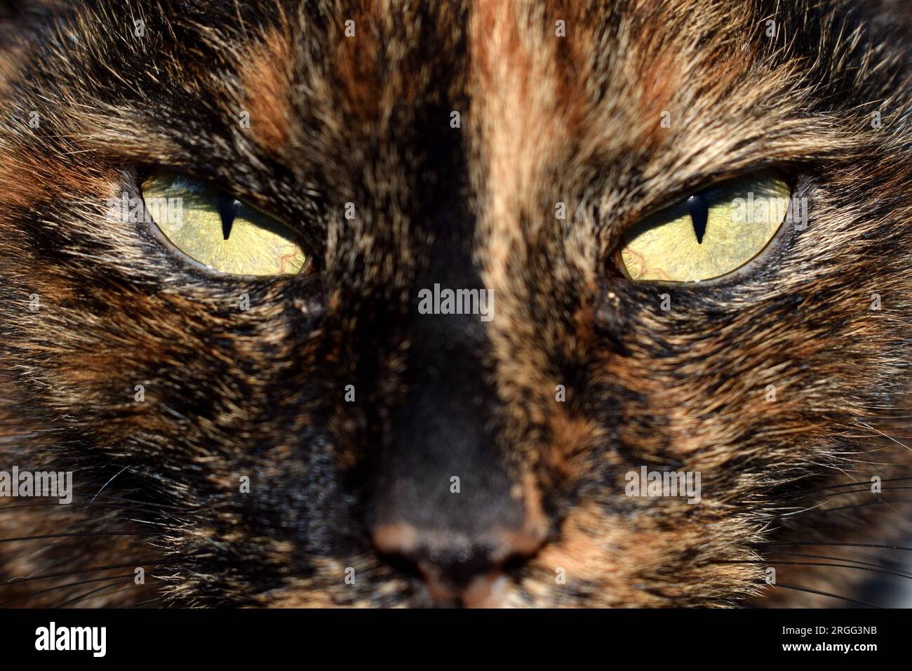 Nahaufnahme eines heimischen schwarzen und braunen Katzengesichts mit ernsthaft aussehenden hellgrünen Augen Stockfoto