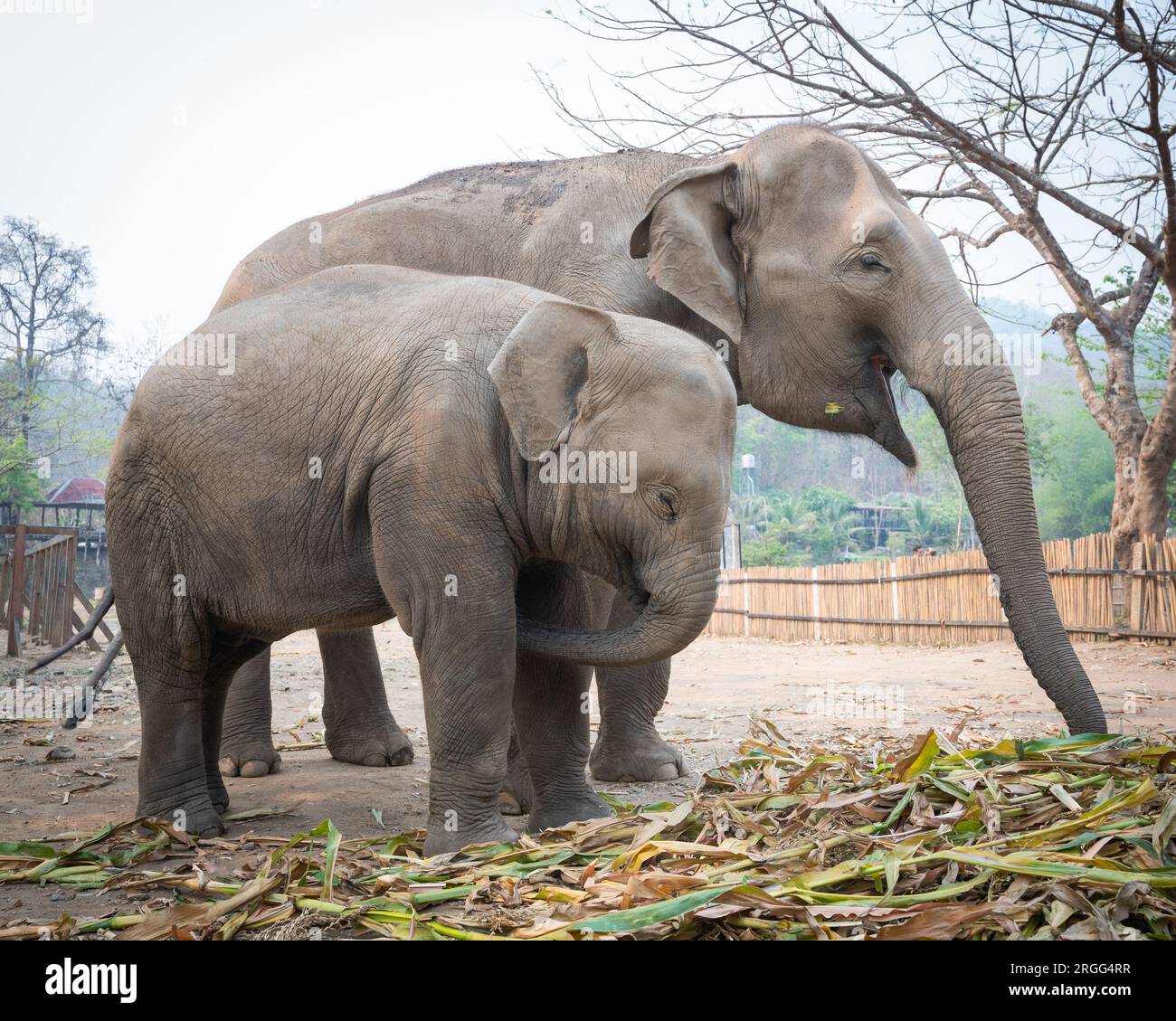 Elefanten im Elephant Jungle Sanctuary in der Nähe von Chiang Mai, Thailand Stockfoto