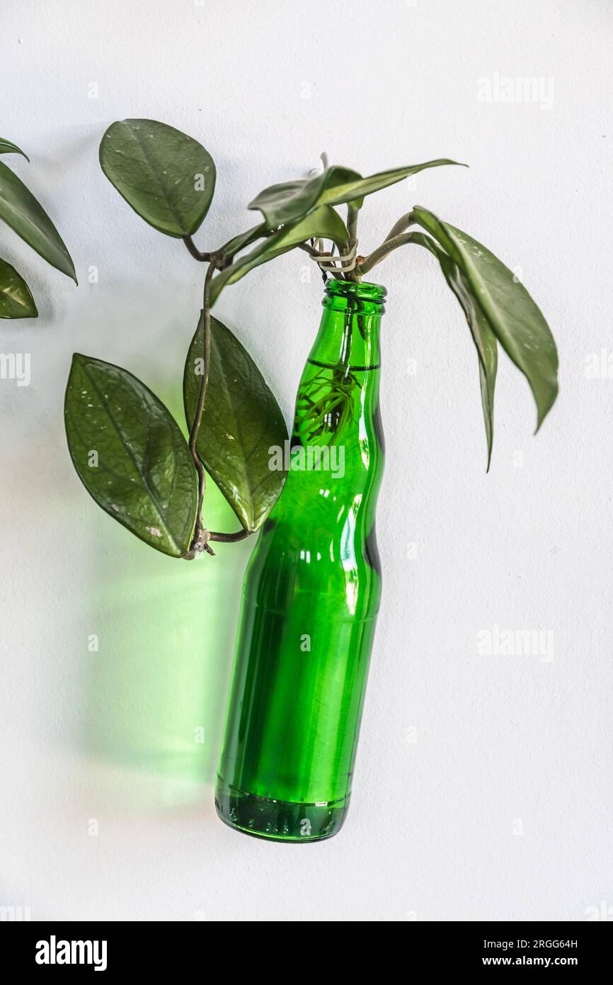 Hängende Pflanze in einer grünen Glasflasche als Wanddekoration, Recyclingkonzept Stockfoto