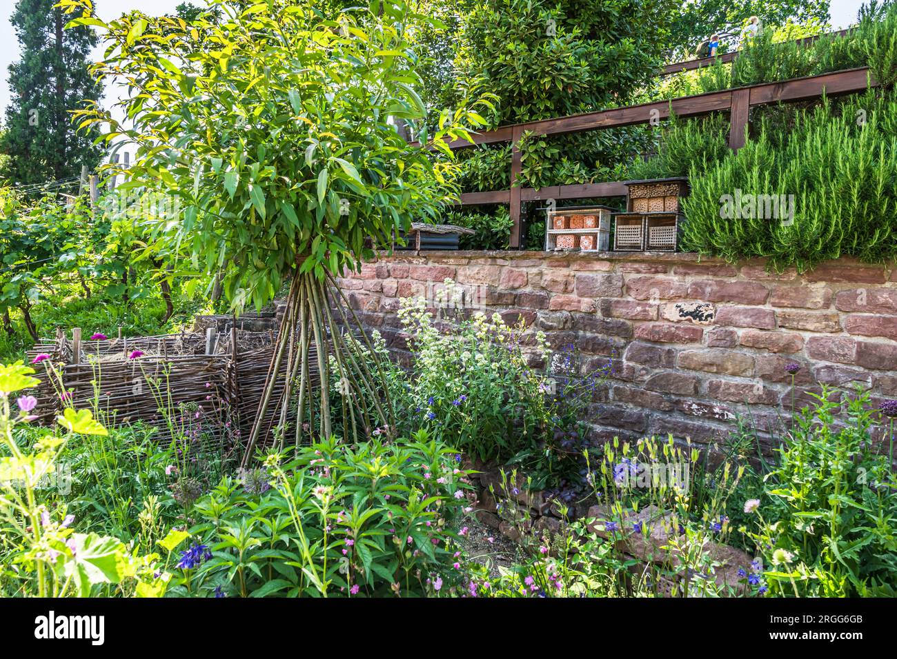 Naturgarten mit Steinmauern, einheimischen Pflanzen und Insektenhotels, Insektenhotels, Insektenhäusern. Natürliches Gartenkonzept. Stockfoto