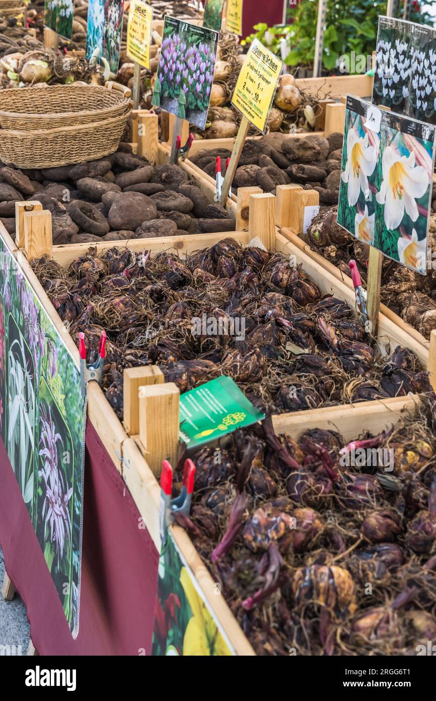 Knollen aus Frühlingsblumen, Dahliakulturen, Wurzelknoten, Wurzelwurzeln Stockfoto