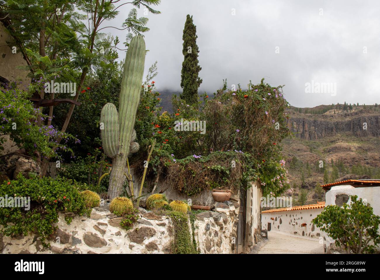 Fataga, un precioso pueblo de casas blancas, calles estrechas y muchas flores. Encaramado en lo alto de un valle, rodeado de barrancos, pinos y un fro Stockfoto