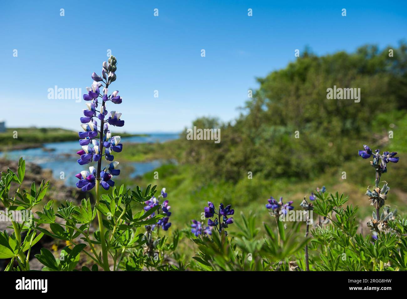 Blönduós, Island Stockfoto