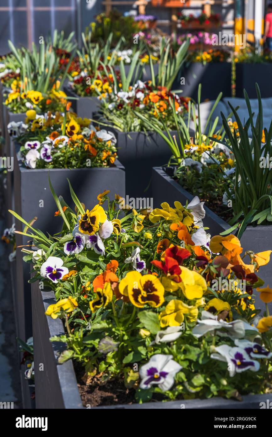 Blumentöpfe im Freien mit Pansies für kleinen Garten, Terrasse oder Terrasse. Vertikal. Stockfoto