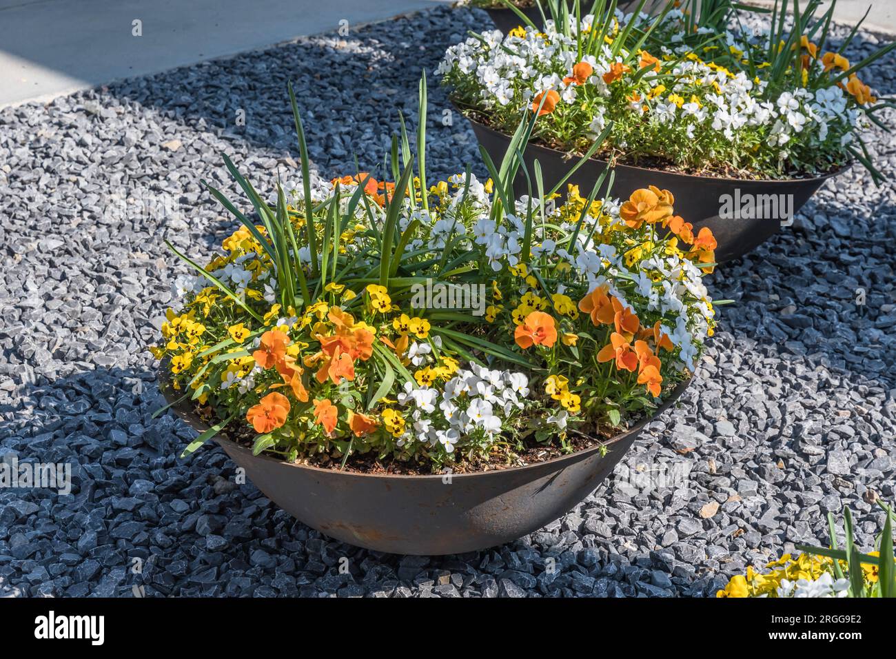 Wunderschöne bunte Topfpflanzen und Blumen, Schlüpfer, in einem großen Blumentopf aus Steinzeug für Balkon, Terrasse oder Terrasse Stockfoto