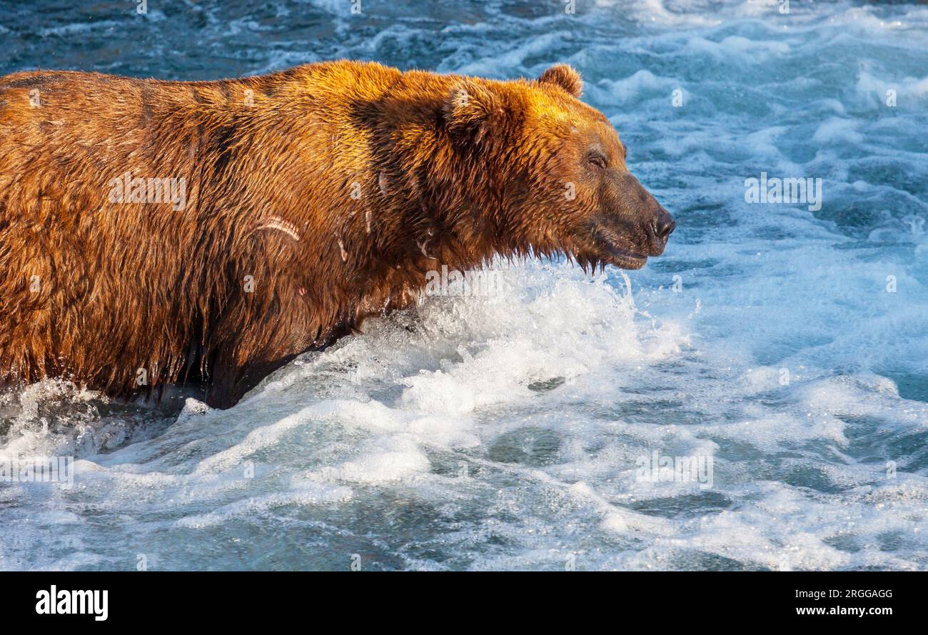 Ein Grizzly Bär Jagd Lachs an den Bächen fällt. Küsten Braun Grizzly Bären Angeln in der Katmai National Park, Alaska. Sommer Saison. Natürliche Tierwelt. Stockfoto