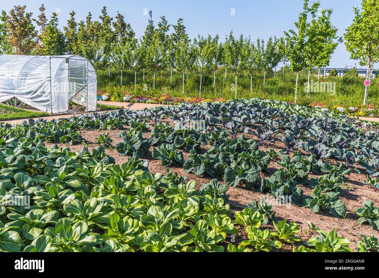 Bett mit verschiedenen Salatarten, Gemüsegarten Stockfoto