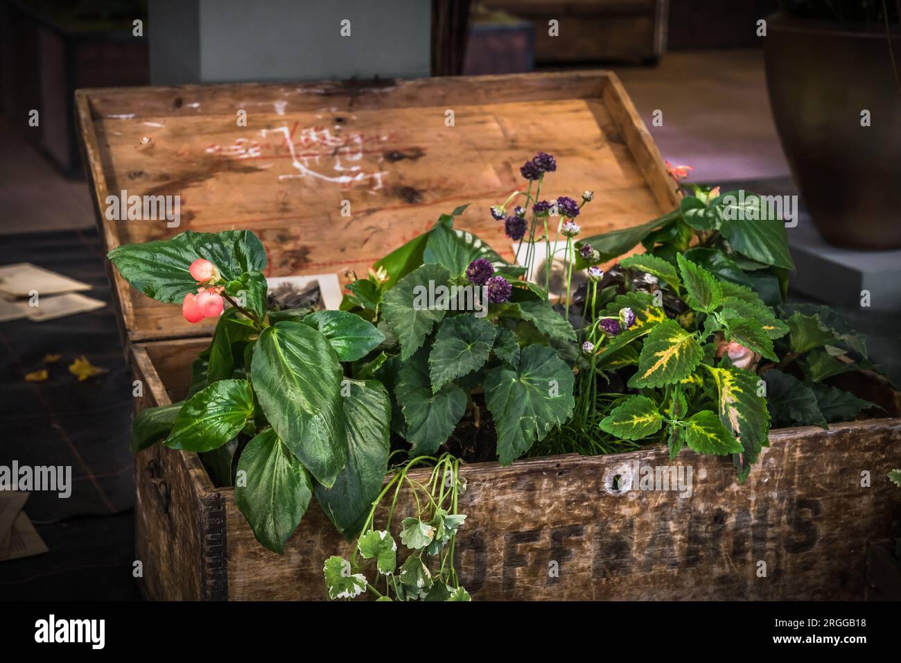 Alte Holzkiste mit Deckel, mit verschiedenen grünen Pflanzen bepflanzt Stockfoto