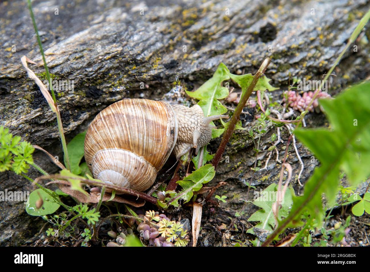 Nahaufnahme Helix pomatia oder römische Schnecke, Burgunder Schnecke oder Schnecke, ein essbares, luftatmende Landschnecke, eine pulmonale Gastropode Landmuschel in Stockfoto