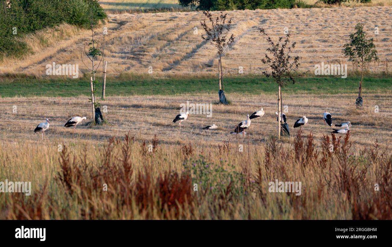 Viele weiße Störche (Ciconia ciconia) versammeln sich abends auf einer grünen Wiese und putzen sich selbst. Stockfoto