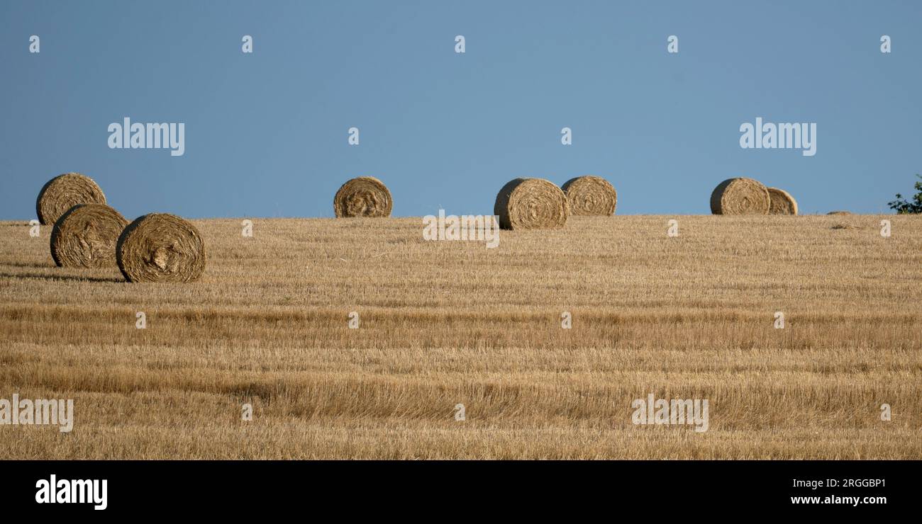 Strohballen auf dem geernteten Feld mit blauem Himmel Stockfoto