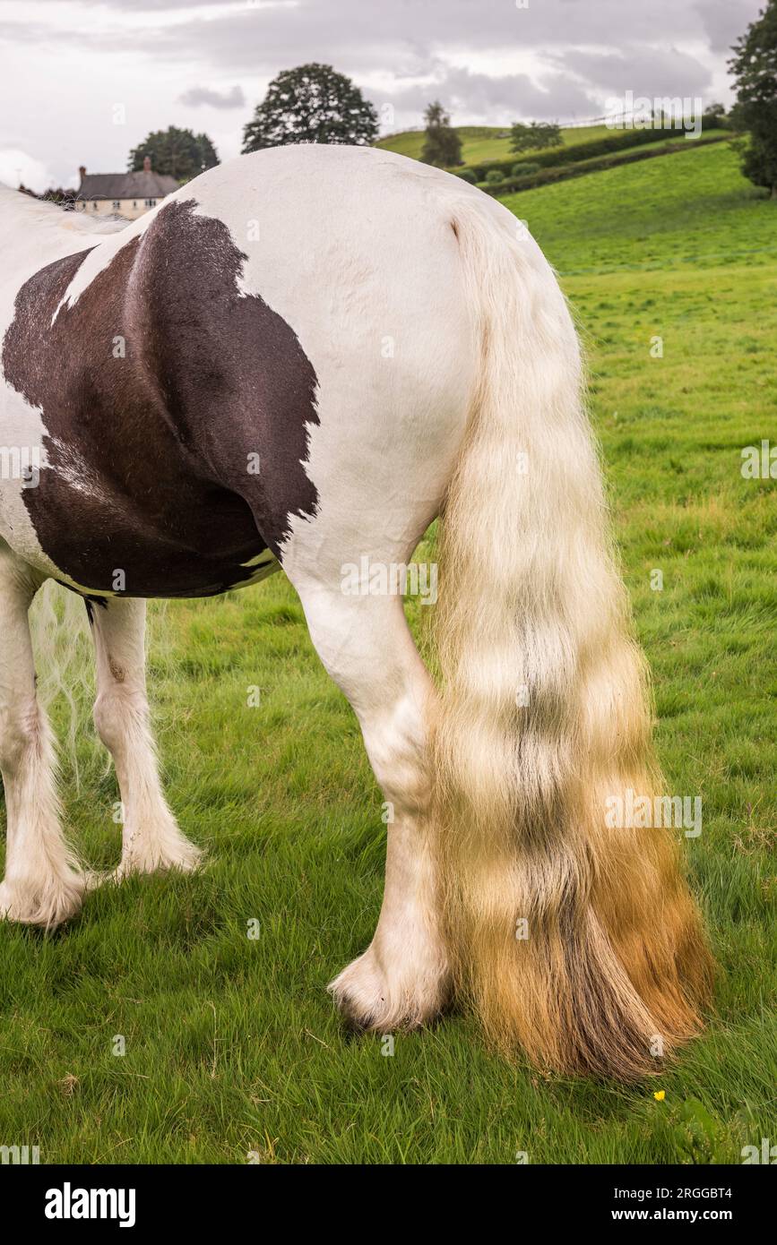 Ein Pferd bei einer walisischen Landschau mit einem ungewöhnlich langen fließenden Schwanz (GB) Stockfoto