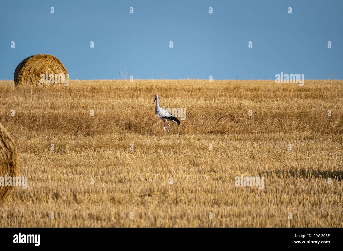 Ein weißer Storch ( Ciconia ciconia ) steht zwischen Heuballen auf einem geernteten Feld mit blauem Himmel Stockfoto