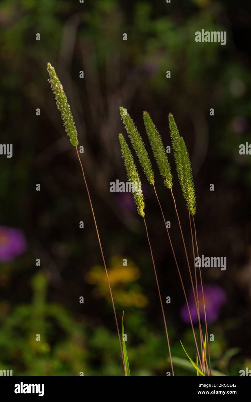 Blüte von Codolina Nuda, Phleum phleoides, erleuchtet von einem Sonnenstrahl gegen das Licht. Abruzzen, Italien, Europa Stockfoto