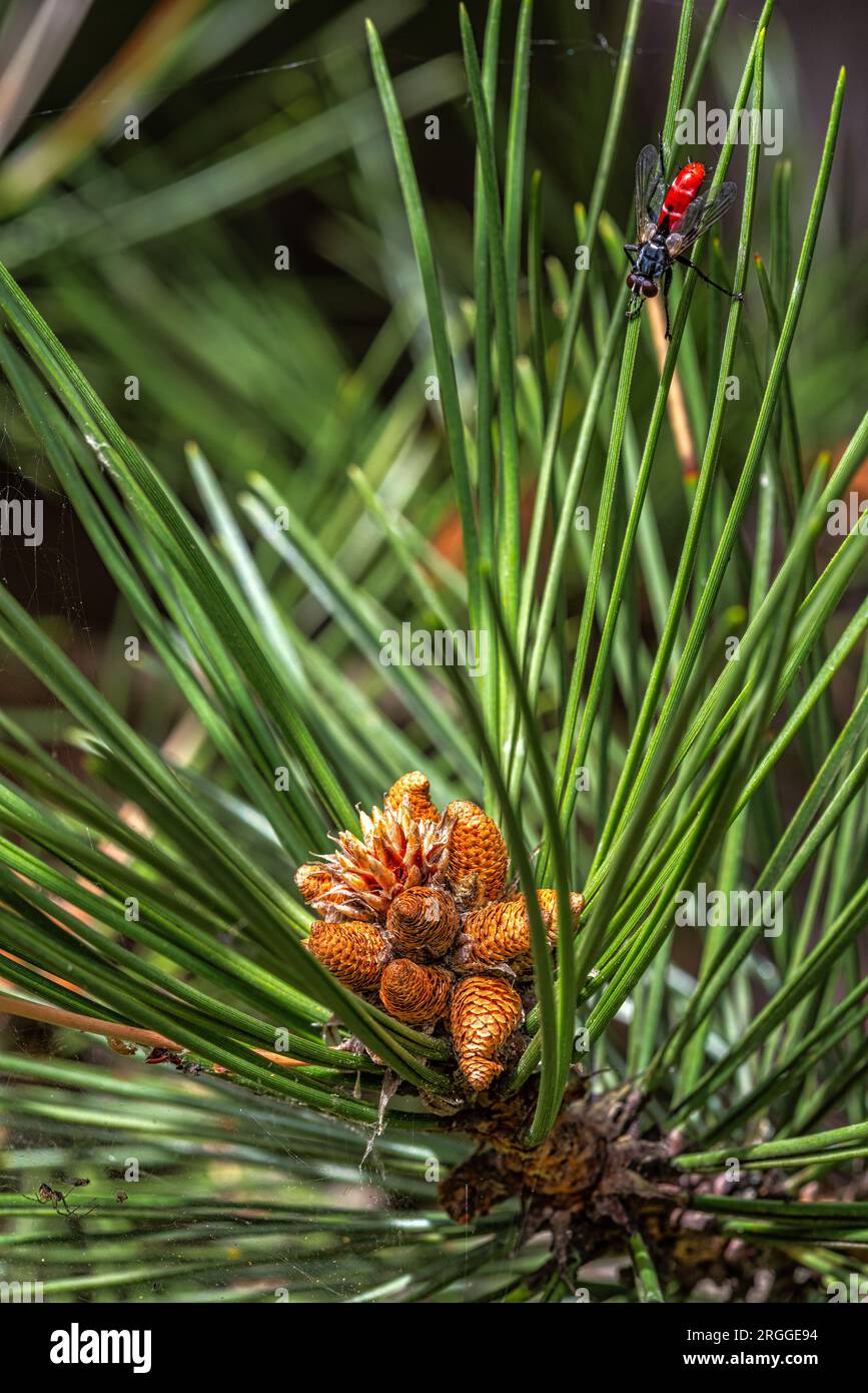 Eine Probe von Cylindromyia bicolor auf einem schwarzen Pinienzweig mit offenem Pinienkonus. Abruzzen, Italien, Europa Stockfoto