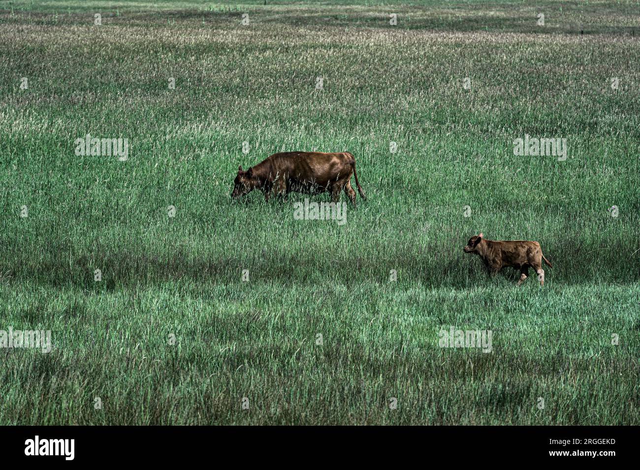 Rinder grasen auf üppiger Weide. Stockfoto