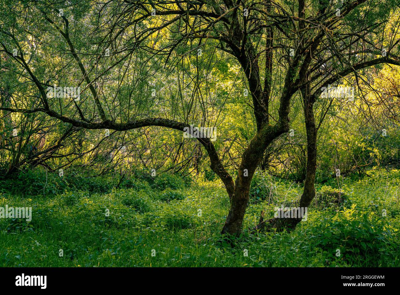 Weidenwald im Feuchtgebiet des Lake Barrea in den Abruzzen, Latium und im Nationalpark Molise. Nationalpark der Abruzzen, Latium und Molise, Italien Stockfoto
