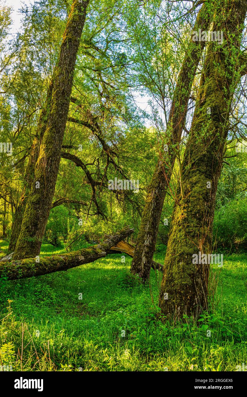 Weidenwald, von denen einige auf den Boden gefallen sind, im Feuchtgebiet des Barrea-Sees im Nationalpark Abruzzen, Latium und Molise. Abruzzen, Italien Stockfoto