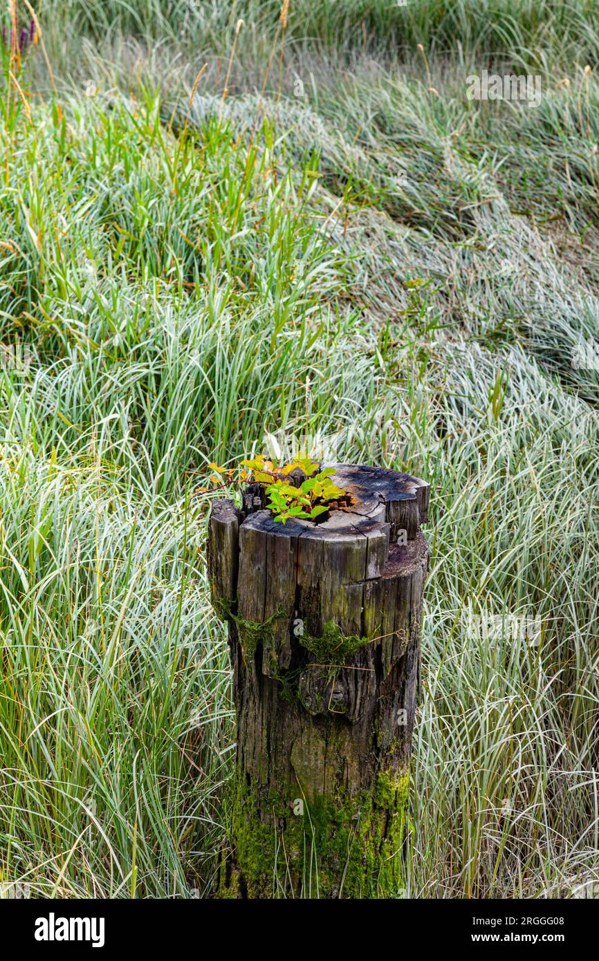 Kleine Brombarsche, die oben auf einem verrottenden Holzstapel wächst Stockfoto