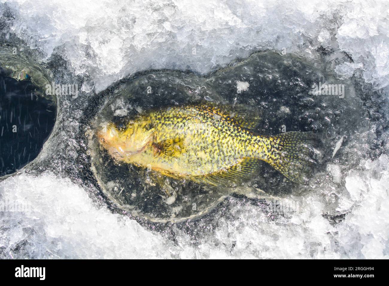 Großer Crappie gefroren in Eis, Kopierraum, Eisfischen Thema Stockfoto