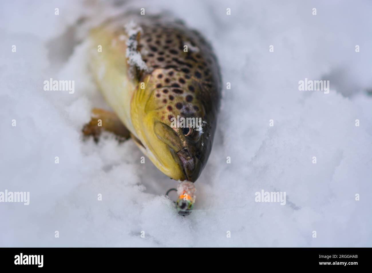 Bachforelle, die während der Wintersaison gefangen wurde, Kopierraum Stockfoto