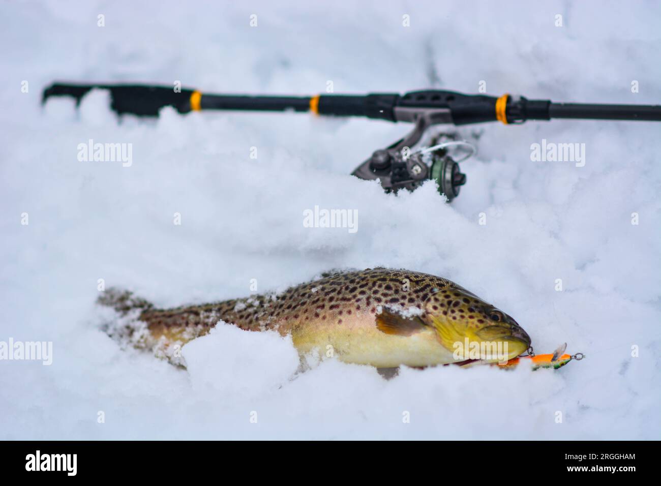 Bachforelle, die während der Wintersaison gefangen wurde, Kopierraum Stockfoto