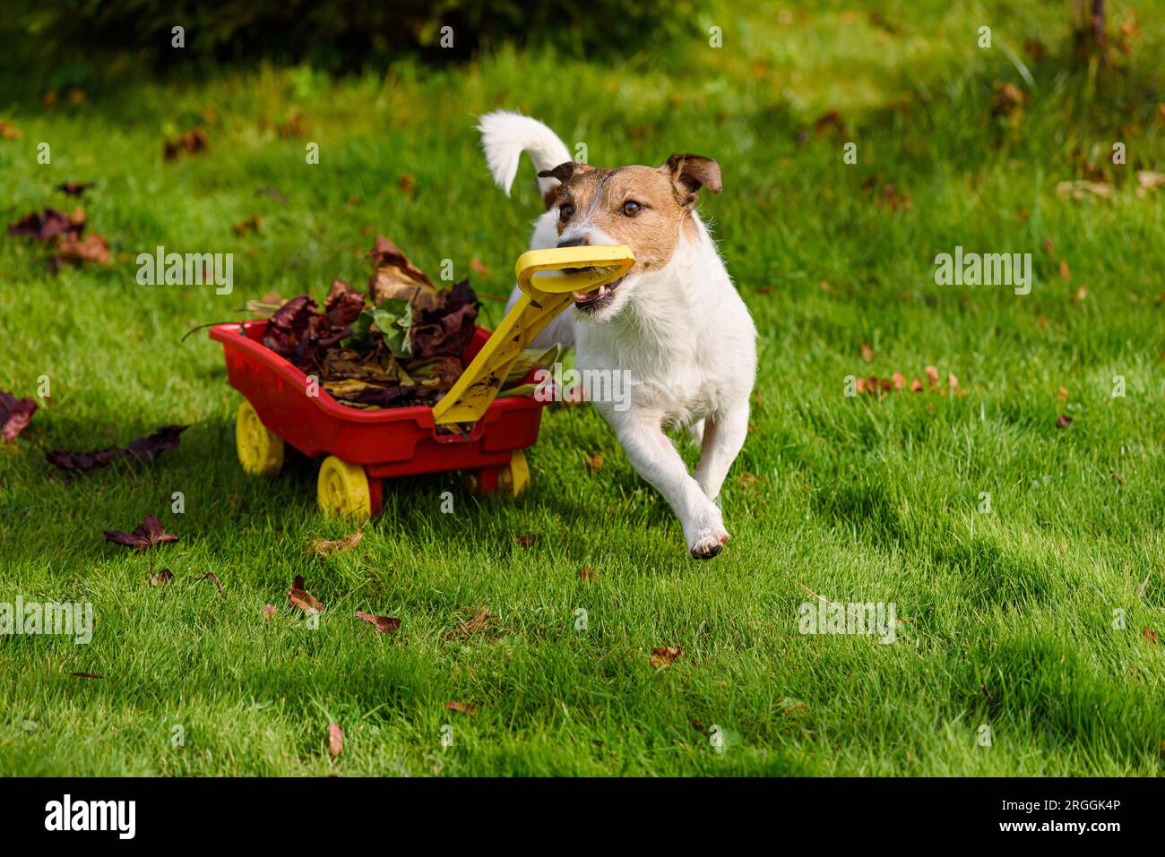 Der Hund zieht den Wagen mit geharkten Herbstblättern auf grünem Gras im Garten. Humorvolles Herbstkonzept Stockfoto