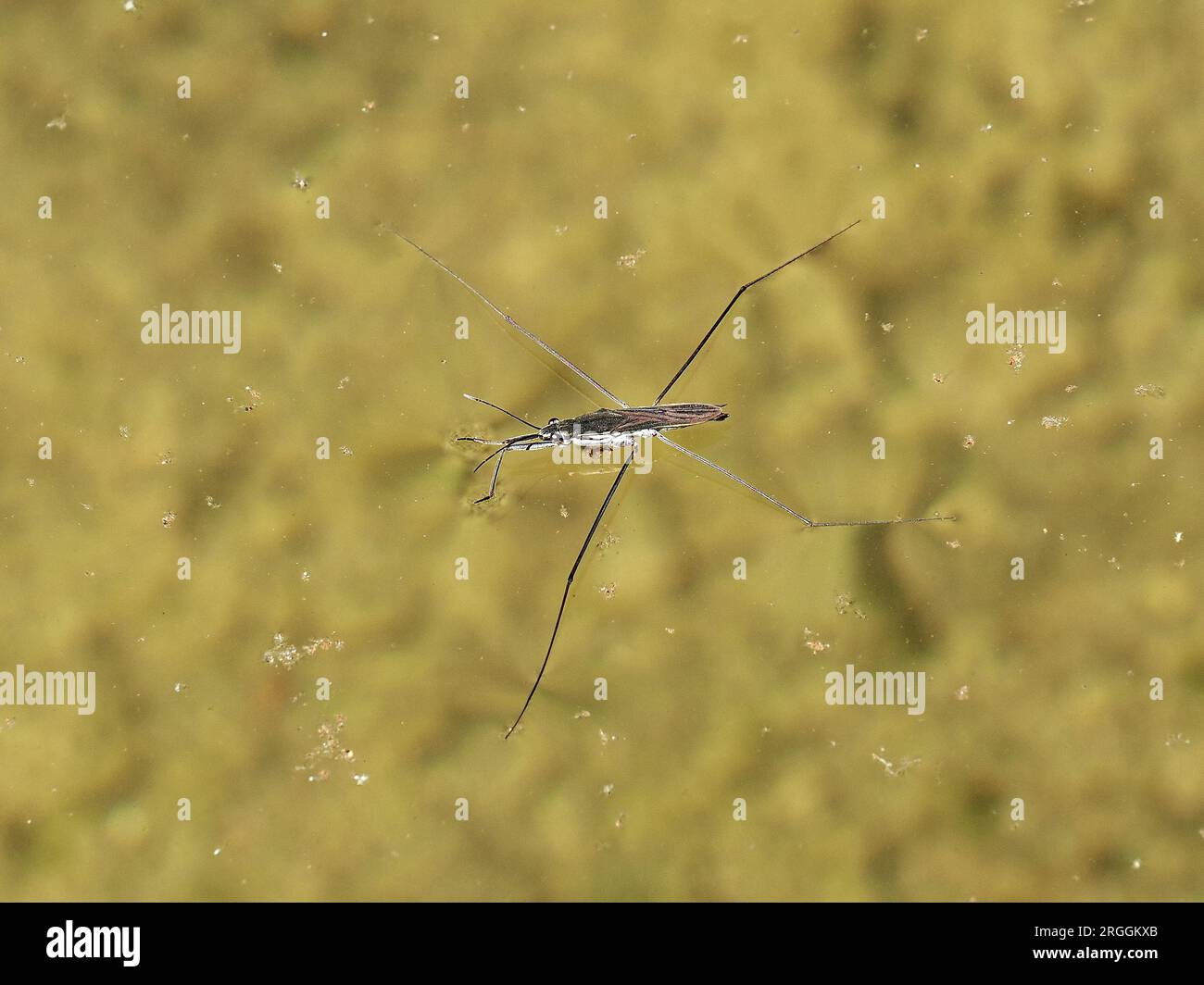 Gemeiner Wasserläufer, gerris lacustre, Gerris lacustris, tavi molnárpoloska, Budapest, Ungarn Stockfoto