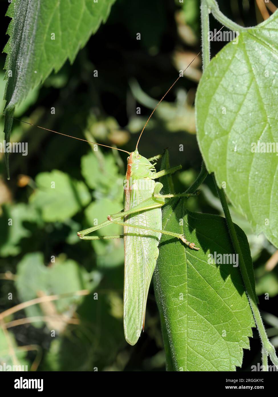 Großer grüner Buschkricket, Grünes Heupferd, grande sauterelle verte, Tettigonia viridissima, zöld lombszöcske, Budapest, Ungarn, Magyarország, Europa Stockfoto