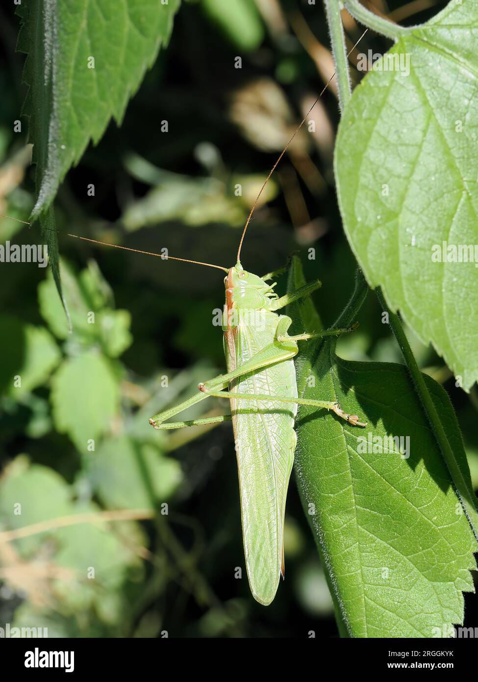 Großer grüner Buschkricket, Grünes Heupferd, grande sauterelle verte, Tettigonia viridissima, zöld lombszöcske, Budapest, Ungarn, Magyarország, Europa Stockfoto