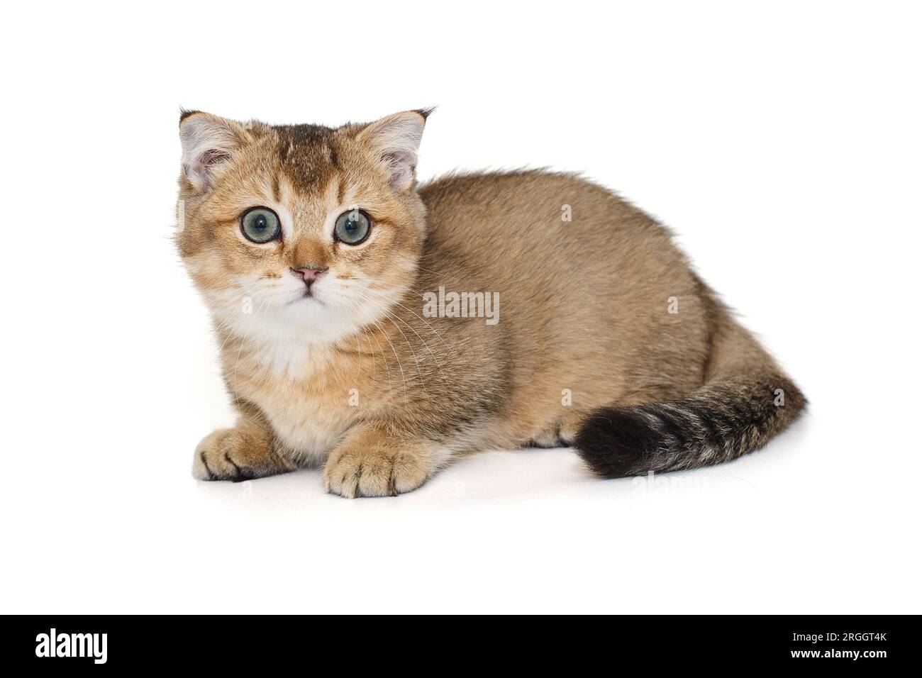 Junge, wunderschöne schottische Katze, isoliert auf weißem Hintergrund Stockfoto