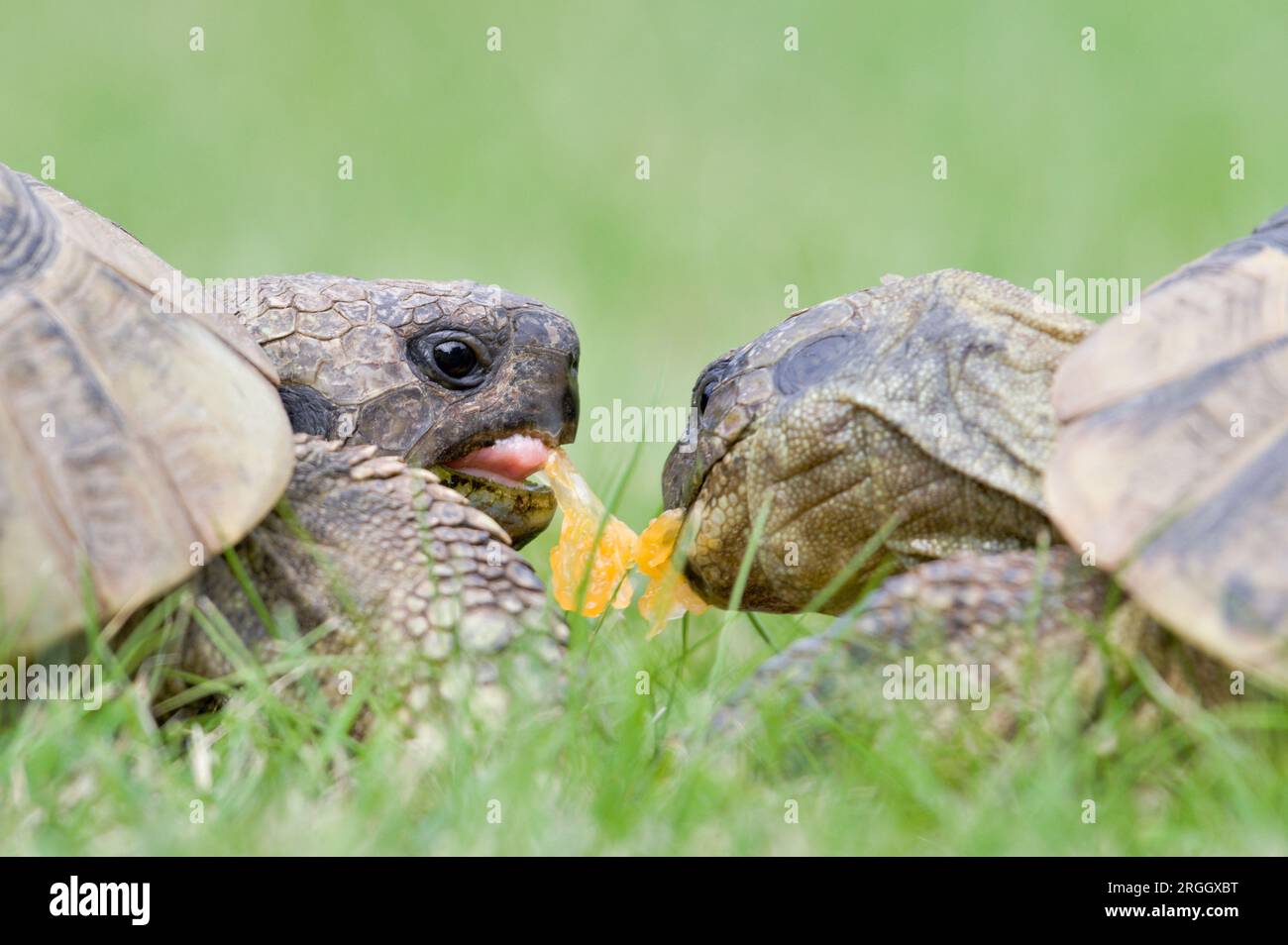 Zwei Weibchen von Testudo hermanni alias Hermanns Schildkröte fressen Mandarin im Gras. Sehr gute Schildkröte in Südeuropa. Stockfoto