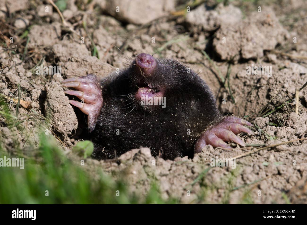 Talpa europaea alias europäischer Maulwurf in seinem Loch. Hauptfeind jedes Gärtners in Tschechien. Riesenbohren, Graben Hände mit langen Klauen. Stockfoto