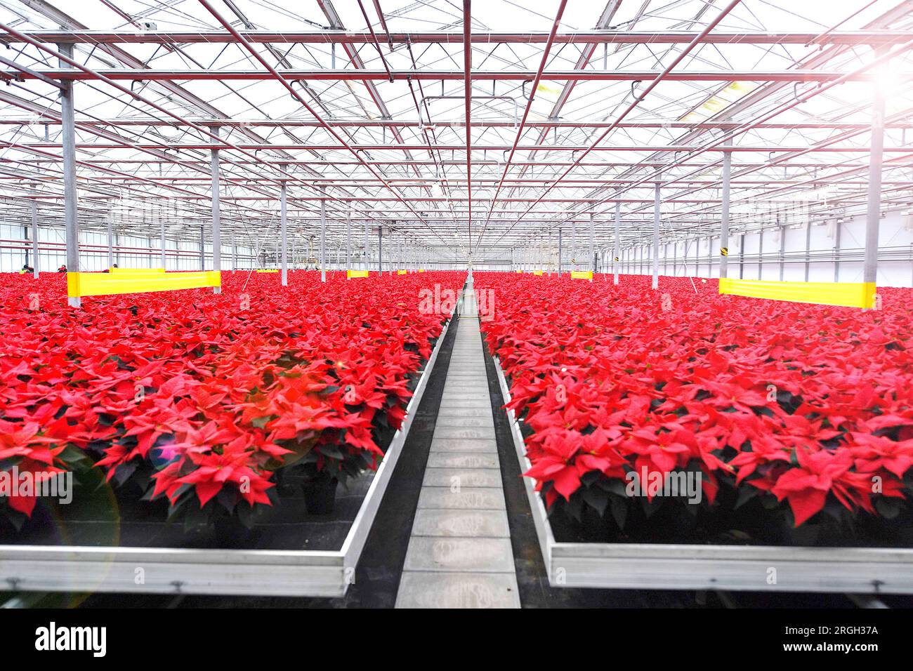 Weihnachtsstern Baumschule Stockfoto