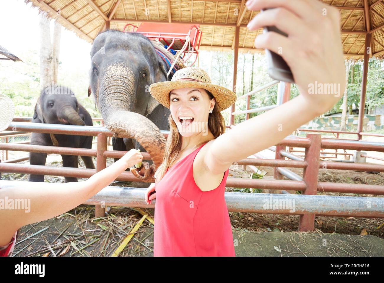 Junge Frau von selfie neben Elefanten in Ko Samui, Thailand Stockfoto