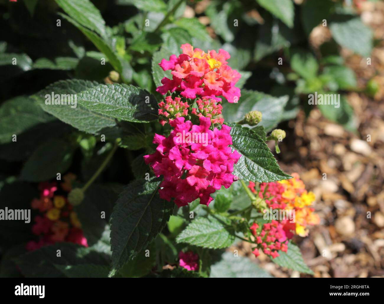 Eine Nahaufnahme der Lantana Esperanta Rose Blumen Stockfoto
