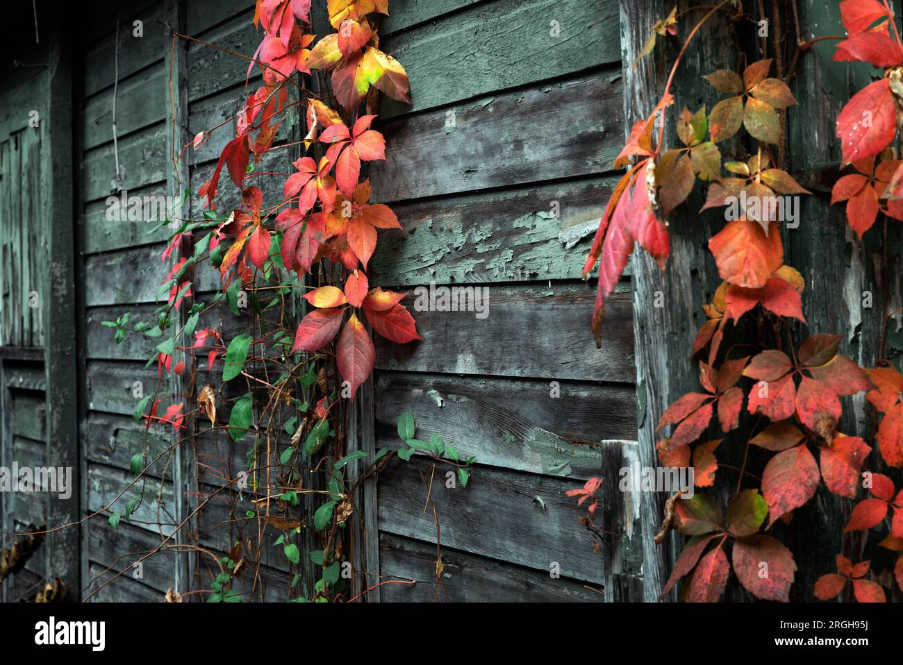 Farbenfrohe Weinreben wachsen in einem verwitterten Schuppen. Stockfoto