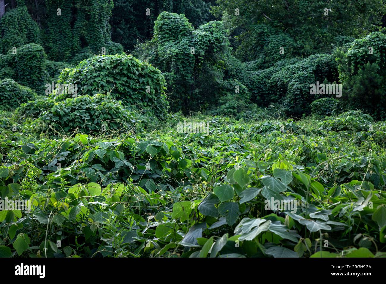 Die invasive Kudzu-Rine überholt alles, was ihr auf den Weg kommt. Stockfoto