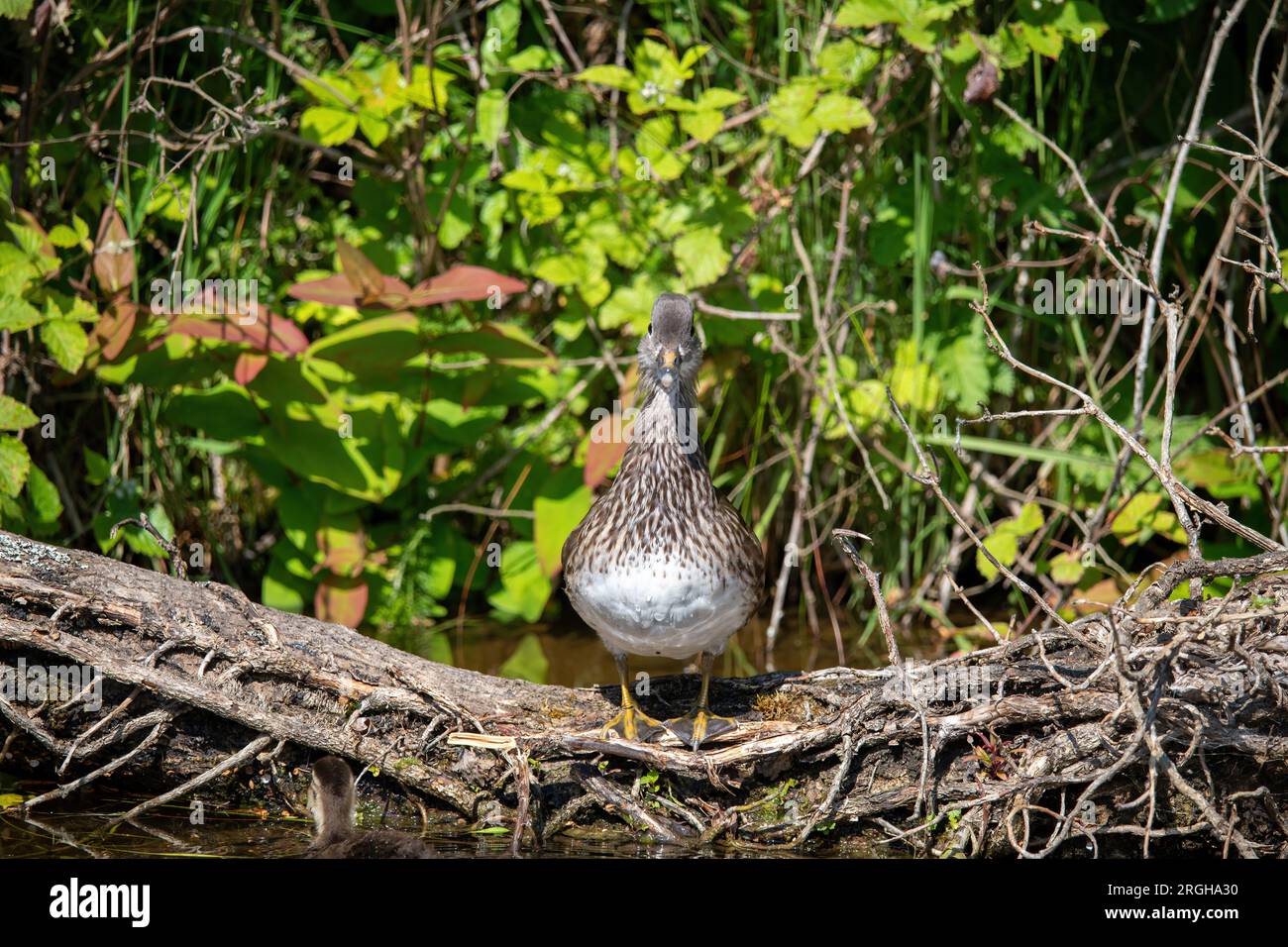 Mandarin Duck Female (Aix galericulata) auf dem Llangollen-Kanal Stockfoto
